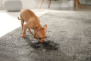 3 Tips for Effective Pet Stain Cleaning